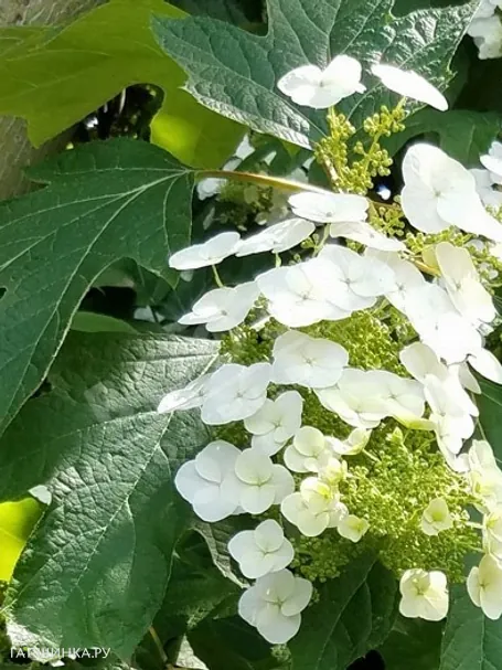 Гортензия дуболистная Сноу Ворд