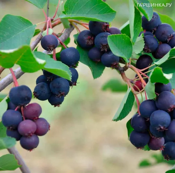 Ирга Дружная