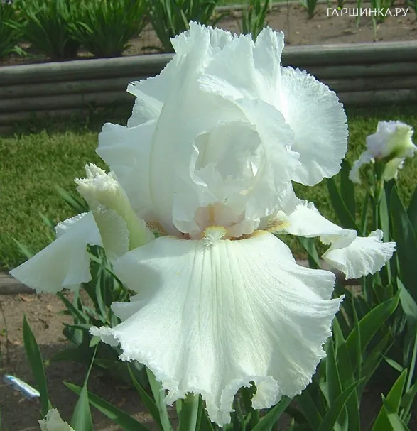Ирис бородатый Лейси Сноуфлейк