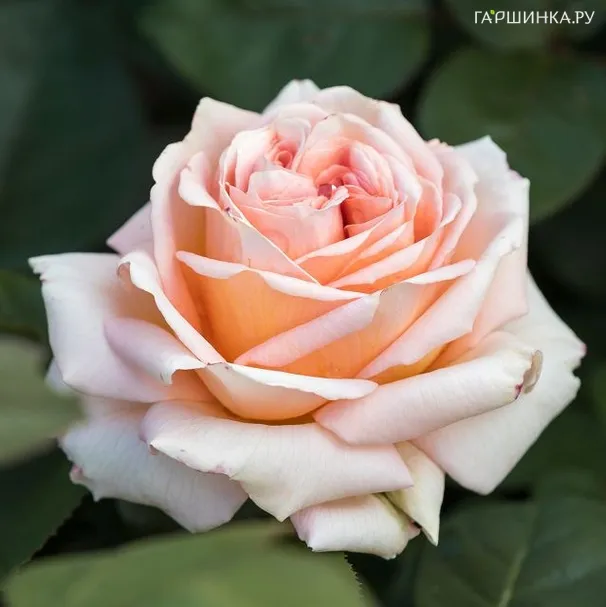 Роза Леди Капри чайно-гибридная, Тантау (лиц)