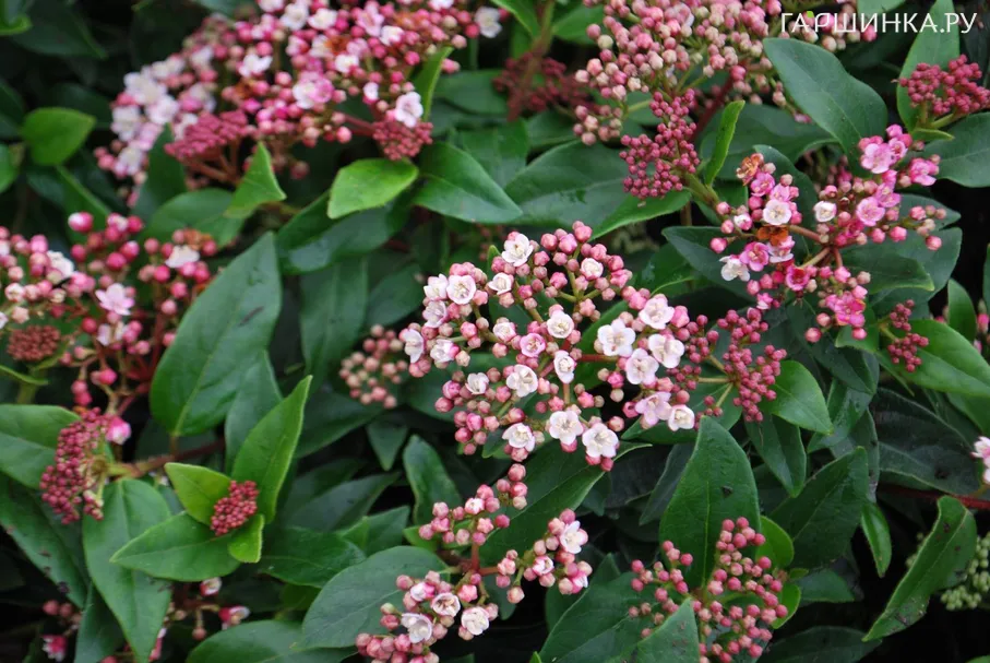 Калина Ева Прайс лавролистная