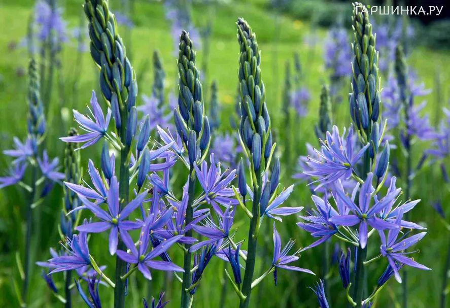 Камассия Блю Мелоди