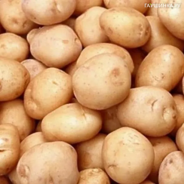 Картофель Бронницкий (репродукция Супер-Элита) 10шт.