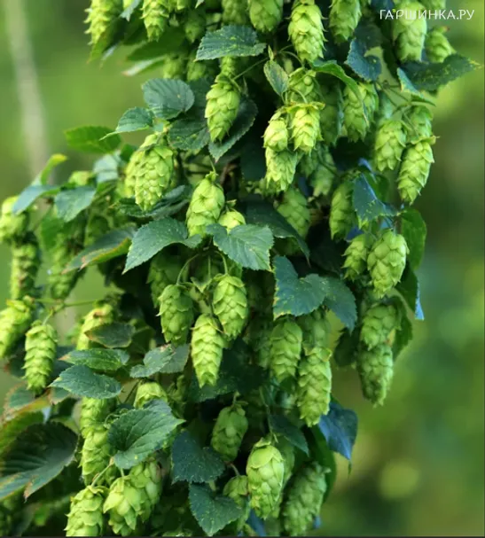 Хмель обыкновенный