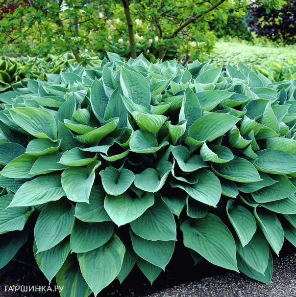 Хоста Форчуна Гиацинтина (M)