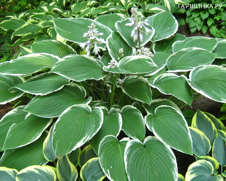 Хоста Frosted Jade (L)
