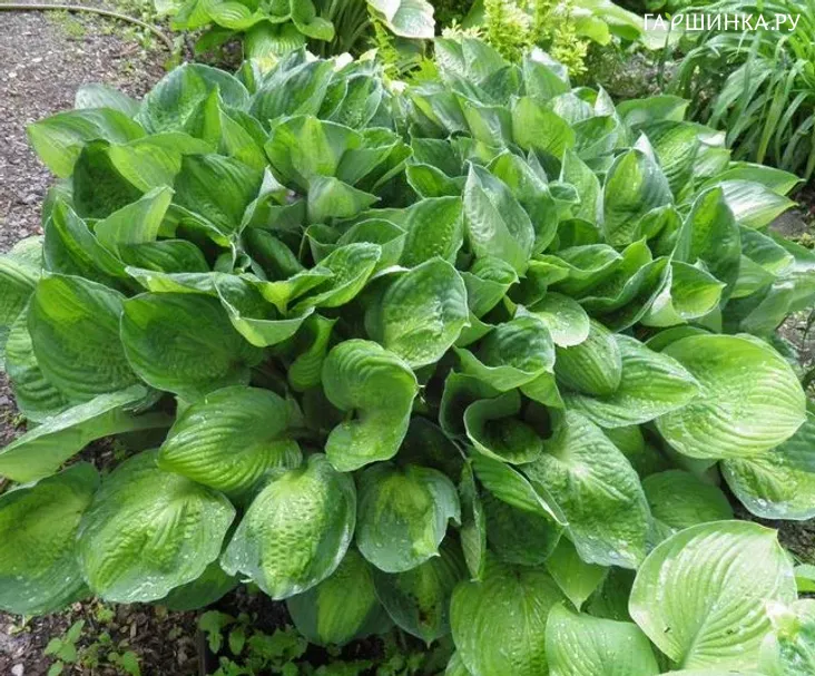 Хоста Lettuce Salad (M)