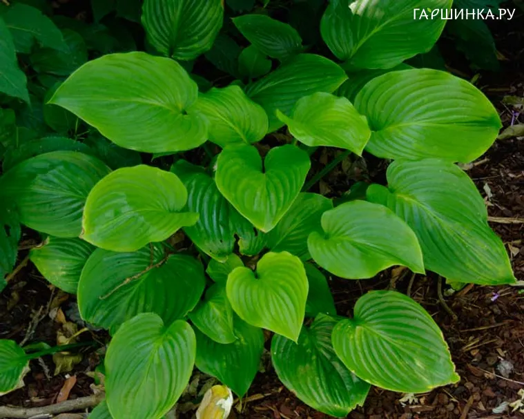 Хоста Plantaginea Grandiflora (ML)
