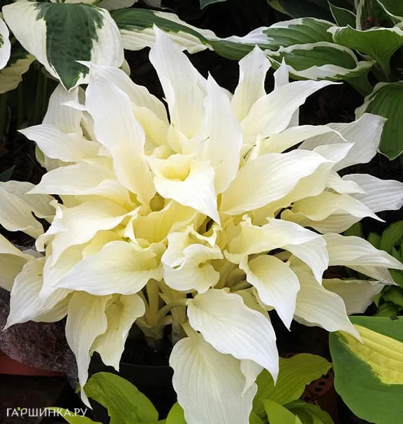 Хоста Вайт Фезе (Белое перо) (M)