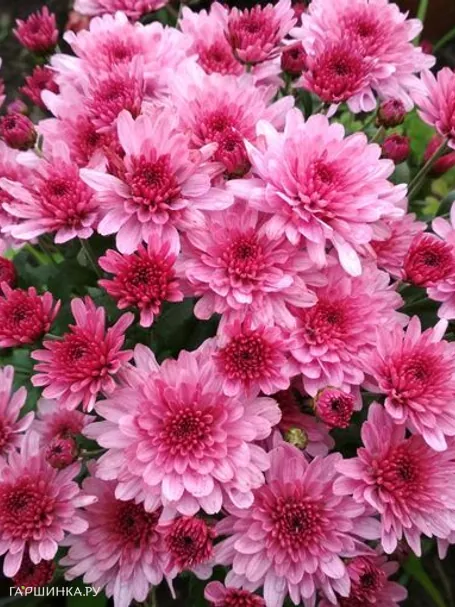 Хризантема мультифлора Брансаунд Пинк