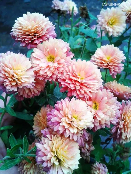 Хризантема мультифлора Фруктис