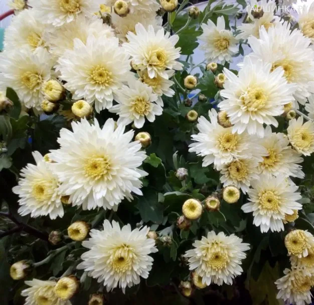 Хризантема мультифлора Коко Шанель