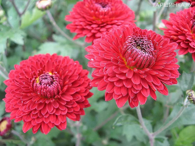 Хризантема Резея