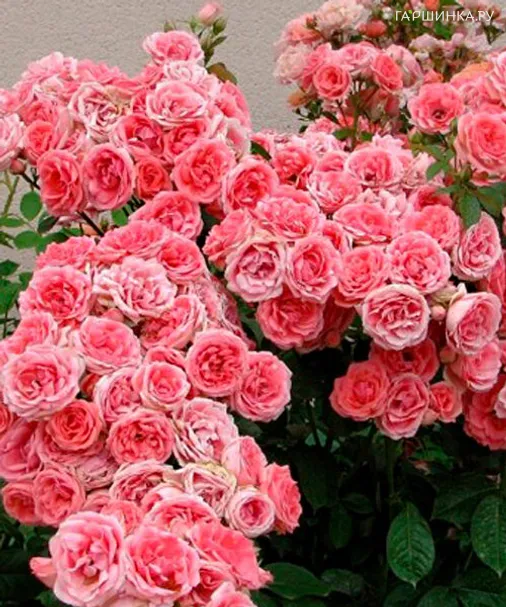 Роза Кимоно, Викс (лиц)