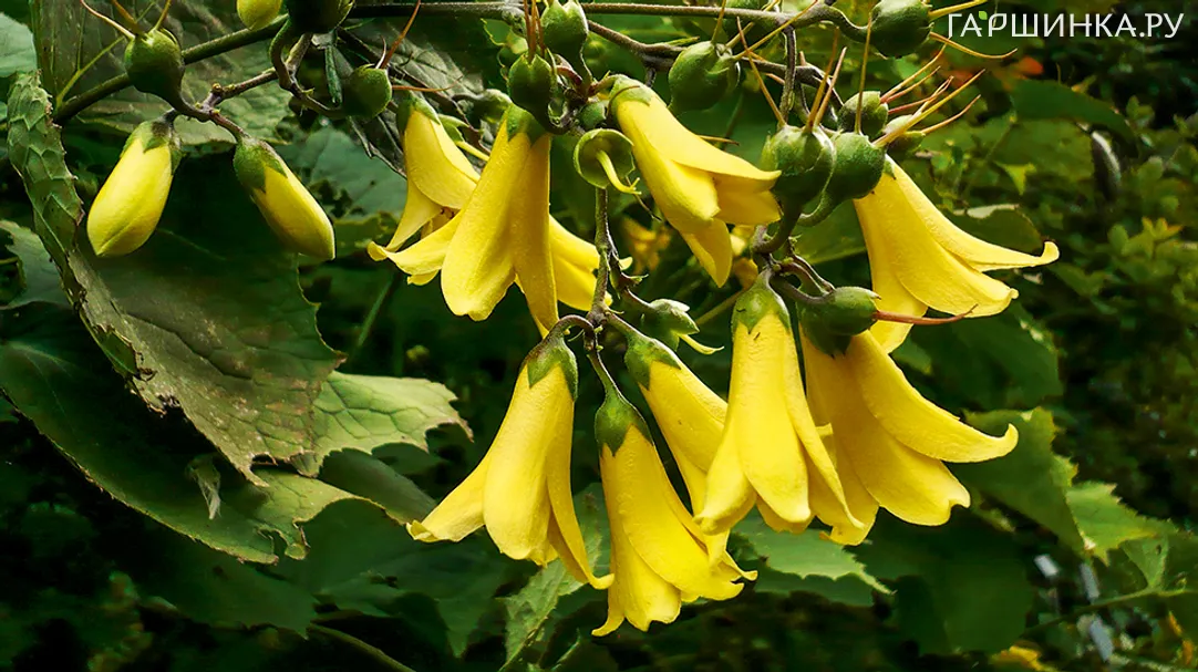 Киренгешома palmata