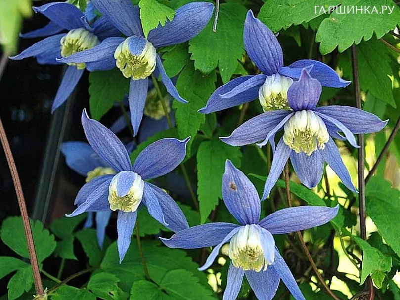 Клематис (Ломонос) альпийский голубой (1)