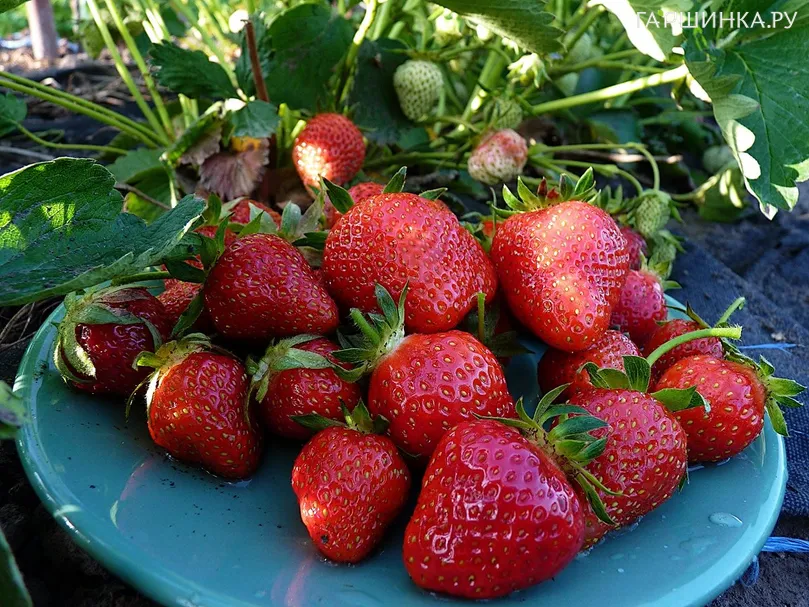 Клубника Альба урожайная крупная сладкая