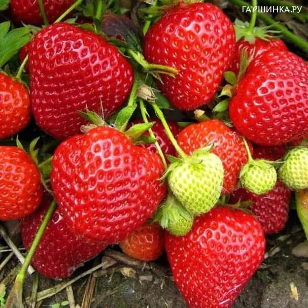 Клубника Бравура