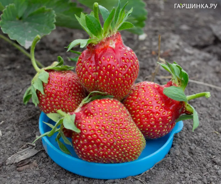 Клубника Царица урожайная крупная