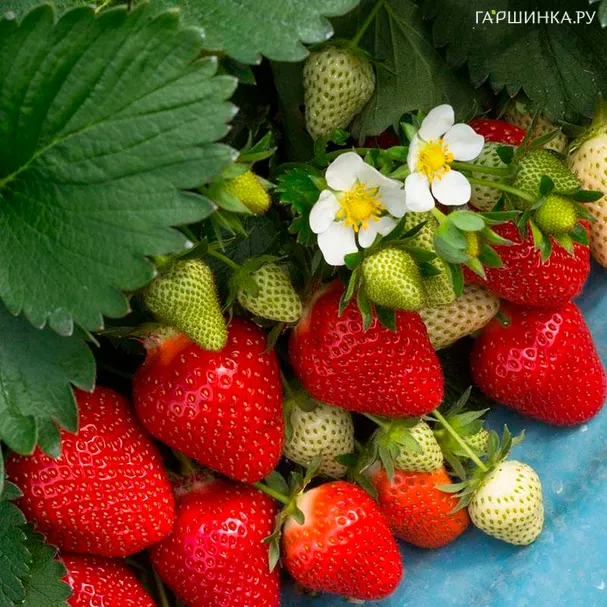 Клубника Клери