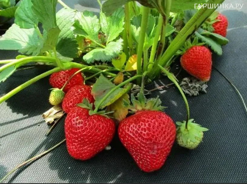 Клубника Маэстро