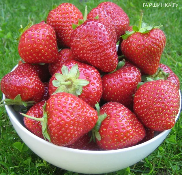 Клубника Моллинг Алюр
