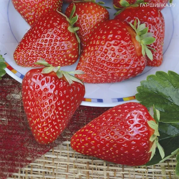 Клубника Олимпия