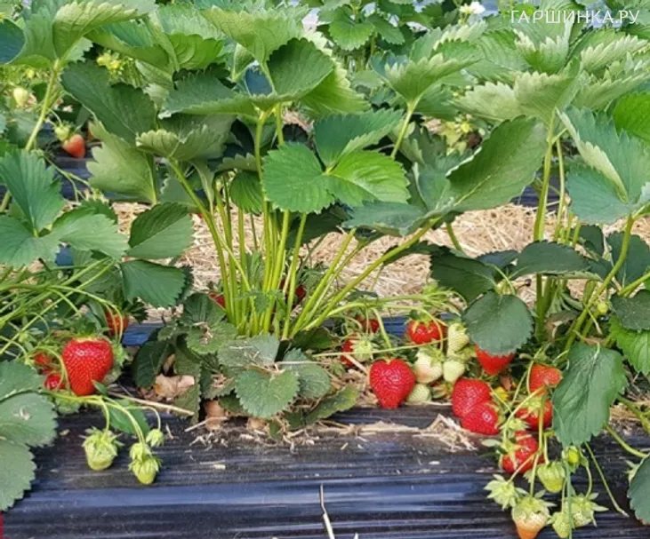 Клубника Твист