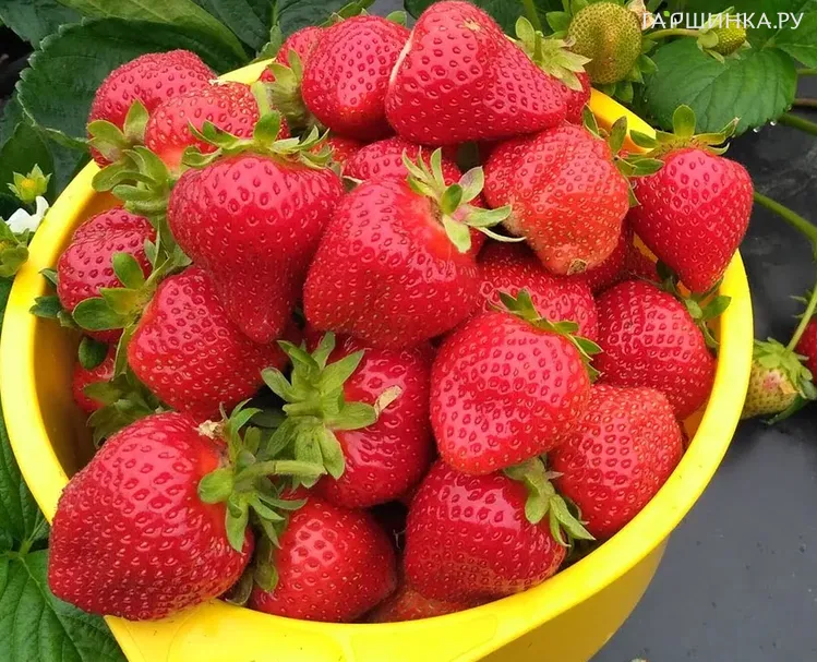 Клубника Вивара