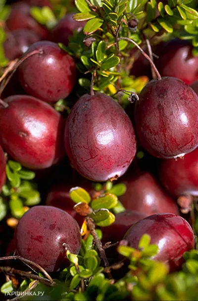 Клюква Бен Лир крупноплодная