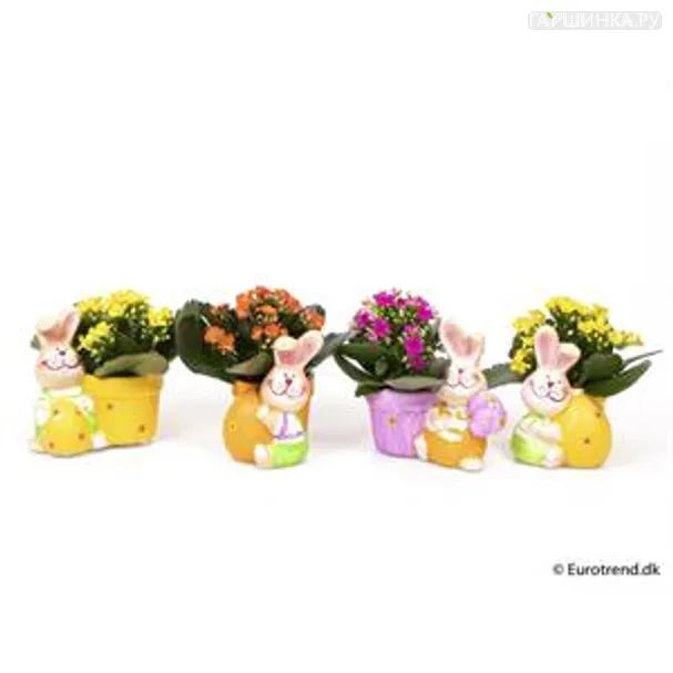 Композиция Из Каланхое в керамике с кроликом