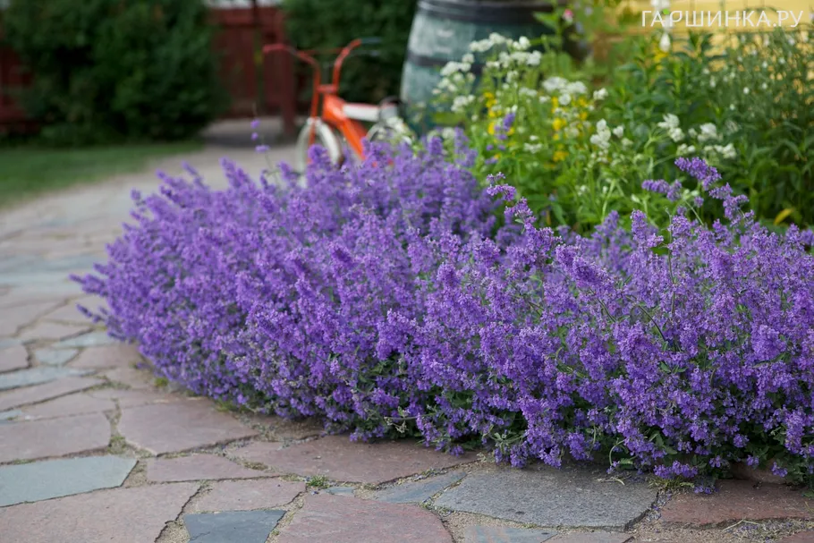 Котовник Фассена Джуниор Уолкер