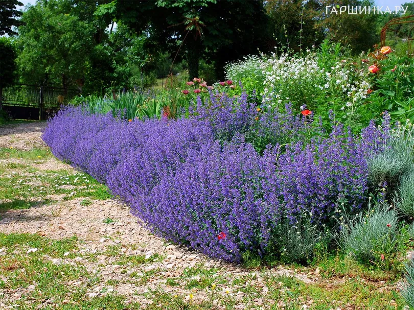 Котовник Фассена Сикс Хиллз Жиант