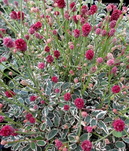 Кровохлебка tenuifolia Little Angel