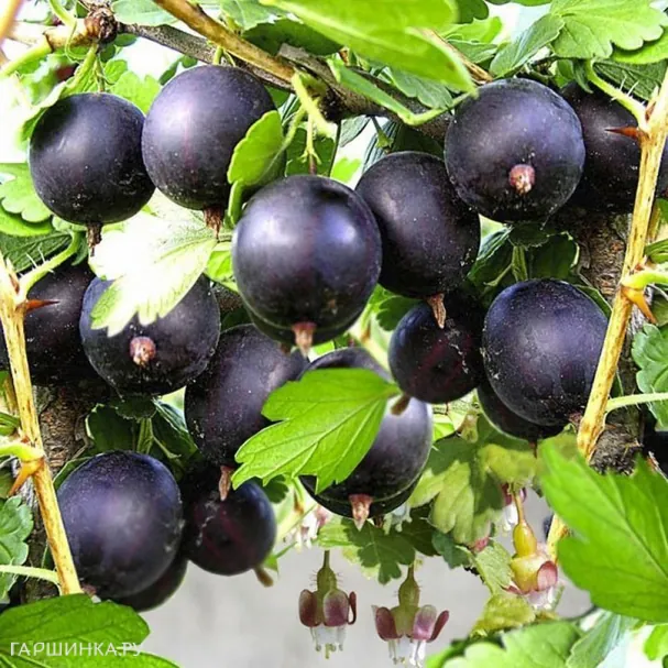 Крыжовник Африканец черноплодный