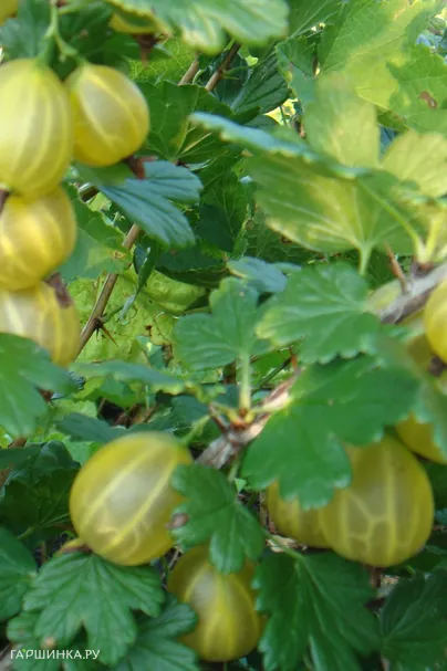 Крыжовник Юбилейный крупноплодный желтый