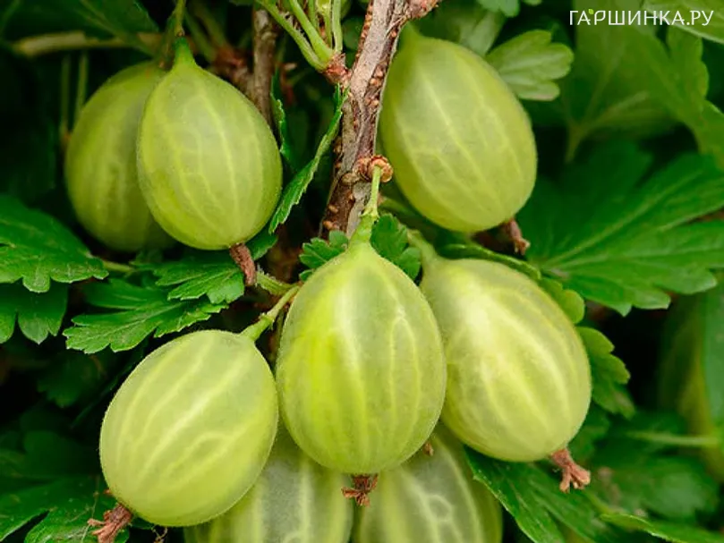 Крыжовник Уральский изумруд