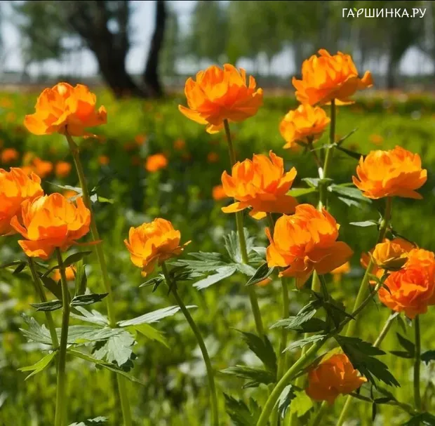 Купальница Оранж Крест