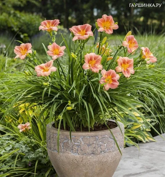 Лилейник EveryDaylily™ Cerise®