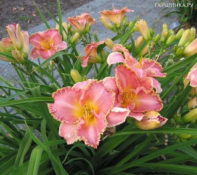 Лилейник Heavenly Pink Fang