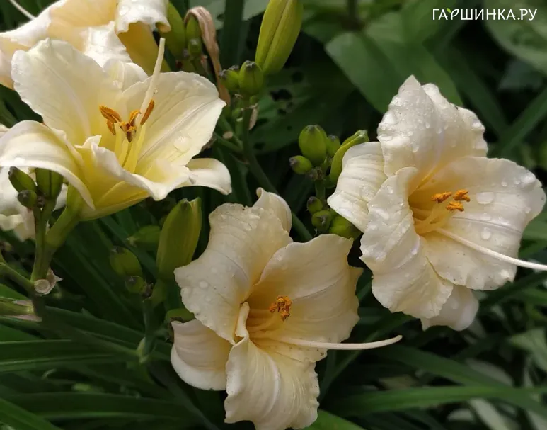 Лилейник Longfields Beauty
