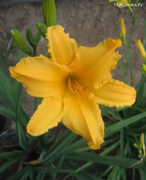 Лилейник Norton Orange