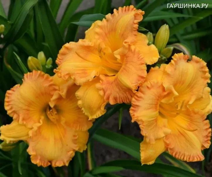 Лилейник Orange Nassau