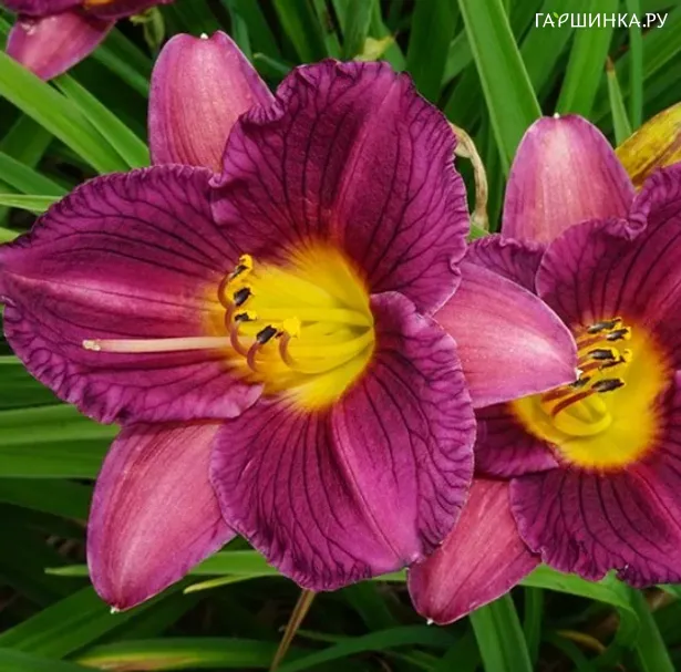 Лилейник Purple de Oro