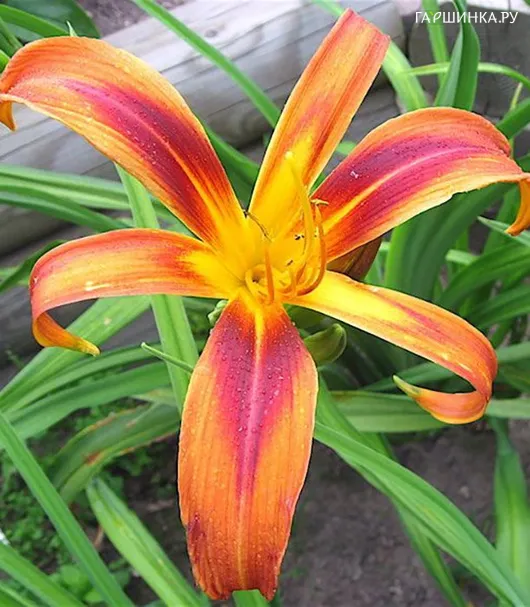 Лилейник Tigereye Spider
