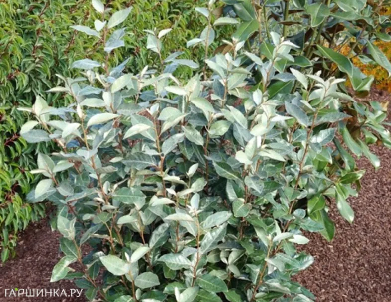 Лох Эббинга Компакта