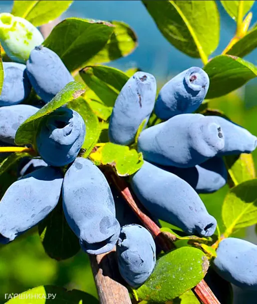 Жимолость Аврора