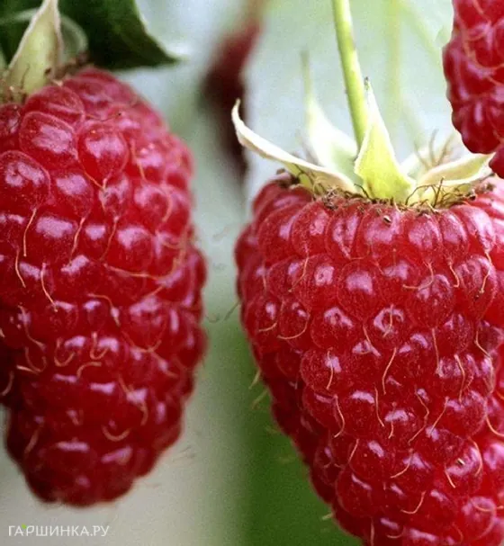 Малина Гигант Рубиновый бесшипная