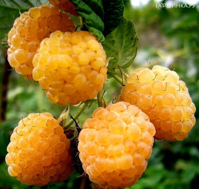 Малина Золотой гигант крупноплодная сладкая