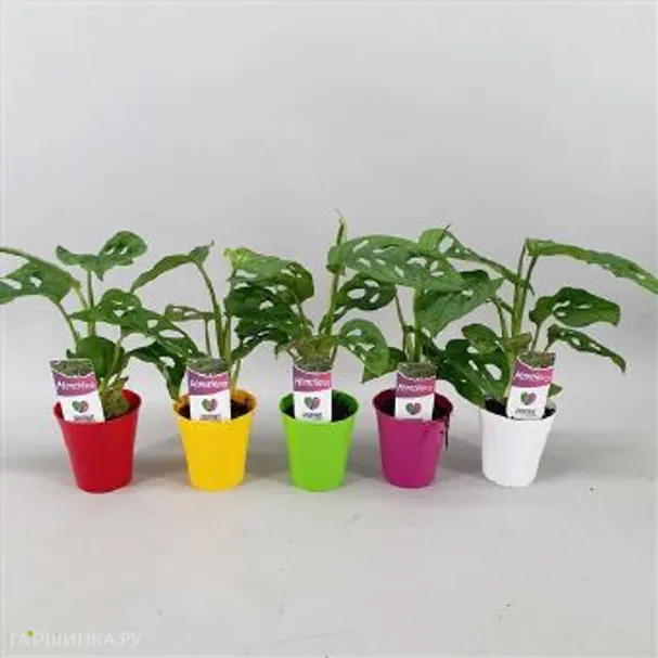 Монстера Манки Мэск в цветном кашпо